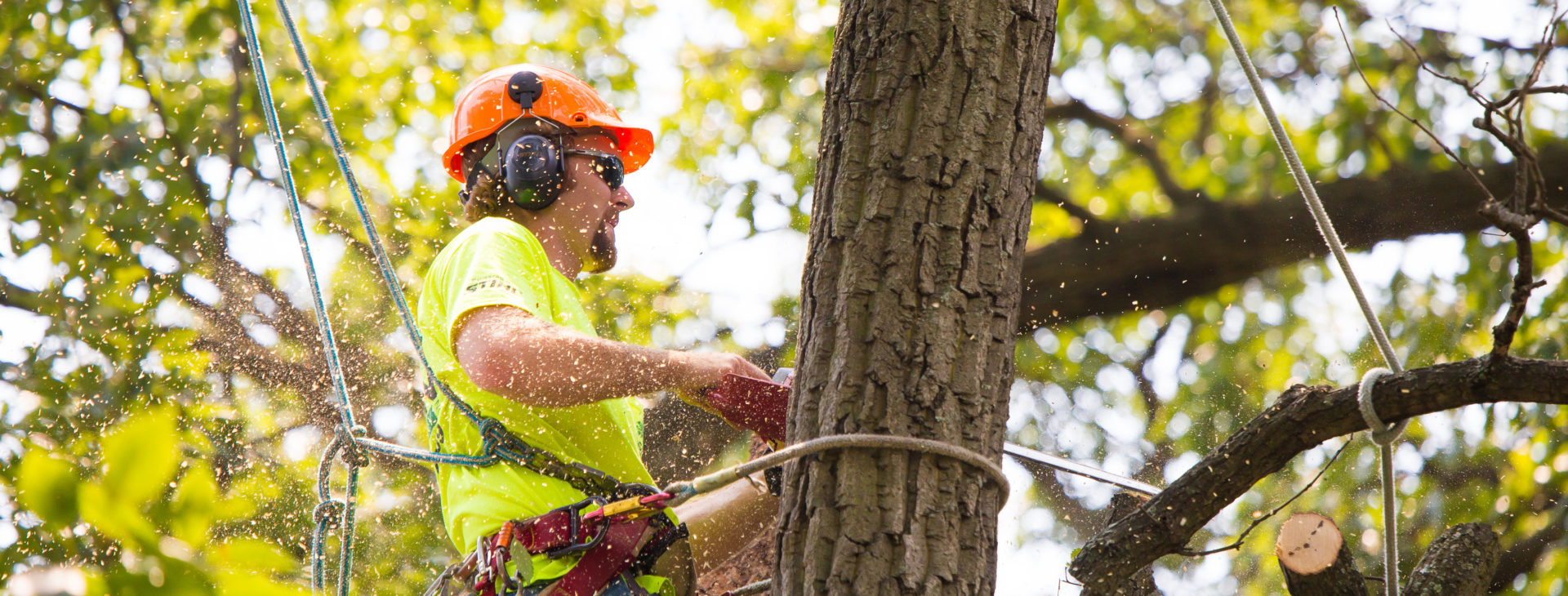 Golden Tree Maintenance Lewisville Little Elm